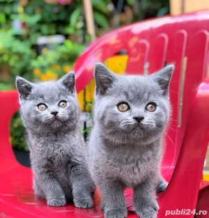 british shorthair blue  - imagine 5