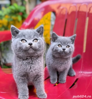 british shorthair blue  - imagine 4