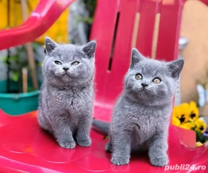 british shorthair blue  - imagine 3