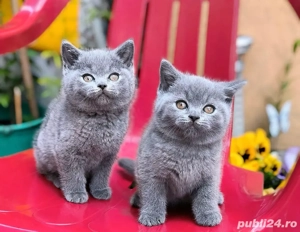 british shorthair blue  - imagine 2