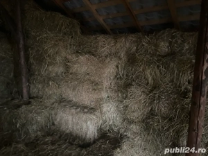 Baloți de fân de vânzare 