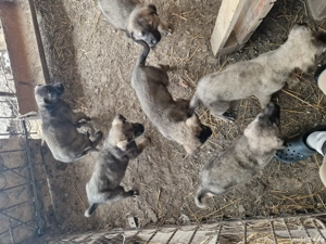 Vand cățeii Rasa Kangal 