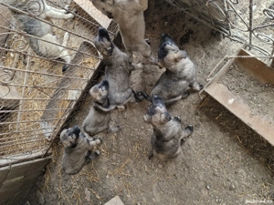 Vand cățeii Rasa Kangal  - imagine 2