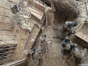 Vand cățeii Rasa Kangal  - imagine 3