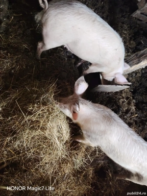 De vânzare porci  - imagine 2