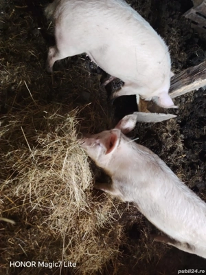 De vânzare porci 