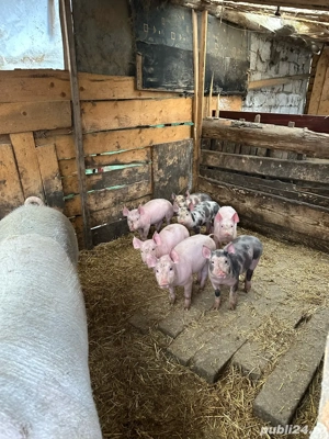 vand purcei 25 30 kg 70 kg  - imagine 5