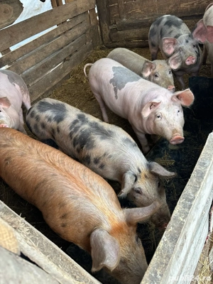 vand purcei 25 30 kg 70 kg  - imagine 2