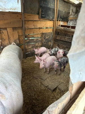 vand purcei 25 30 kg 70 kg  - imagine 3