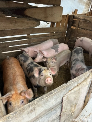 vand purcei 25 30 kg 70 kg 