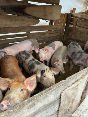 vand purcei 25 30 kg 70 kg  - imagine 4