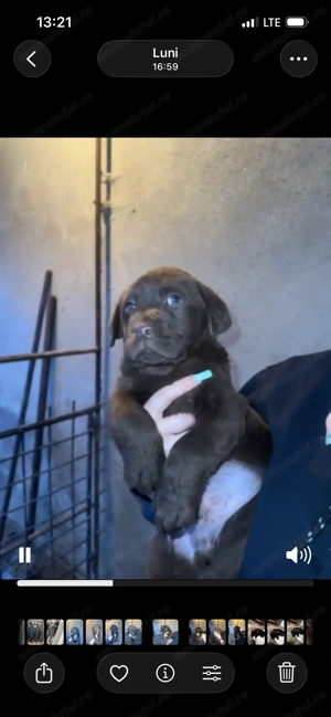 Labradori negrii și ciocolatii - imagine 2