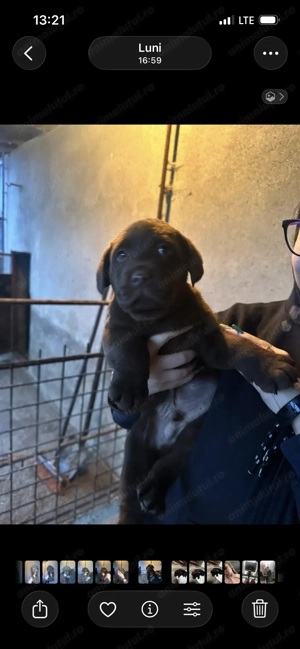 Labradori negrii și ciocolatii - imagine 4