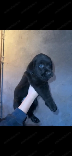 Labradori retriever negri și ciocolatii