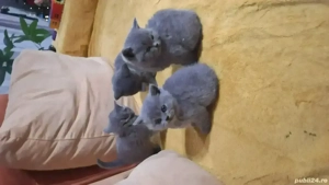 pisicut british shorthair  - imagine 5