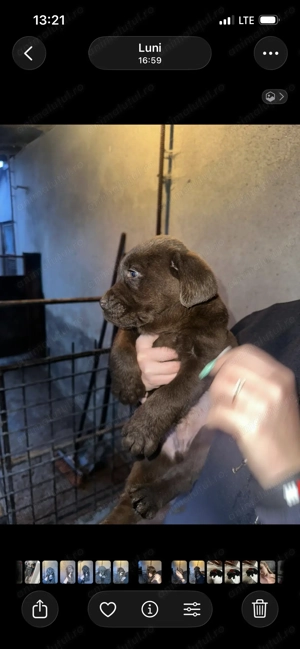 Labradori negrii și ciocolatii - imagine 5