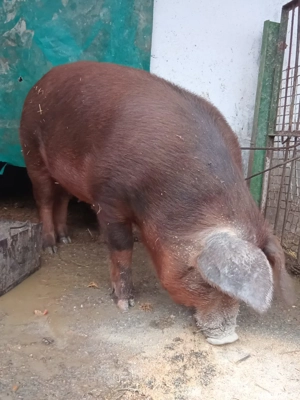 Duroc porc gras 15 ron kg