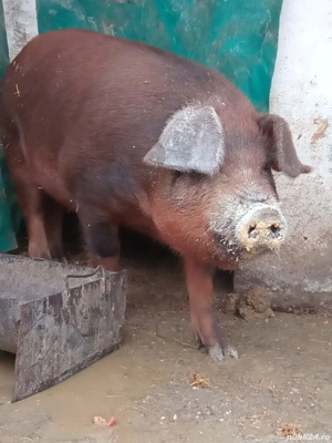 Duroc porc gras 15 ron kg - imagine 2