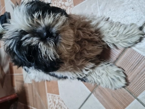 Catelusa shih tzu mini toy
