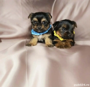 Yorkshire terrier toy