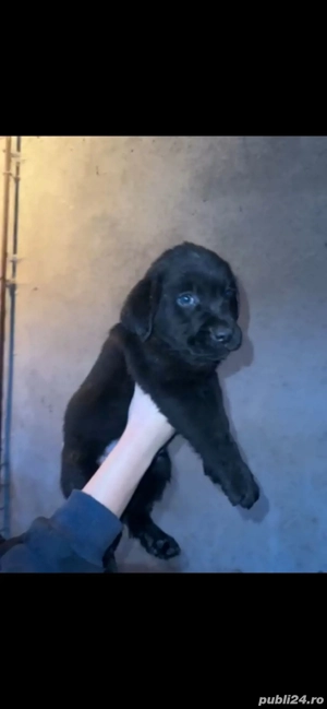 Pui de Labrador Ciocolatii si Negrii 