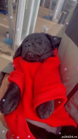 Catelusa labrador retriver