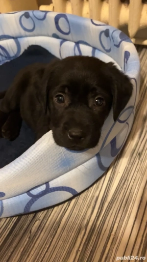 Catelusa labrador retriver - imagine 4