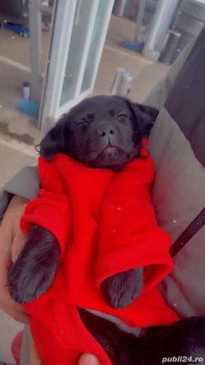 Catelusa labrador retriver - imagine 2