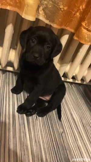 Catelusa labrador retriver - imagine 3