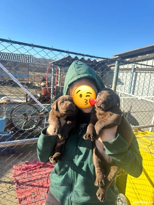 Labradori negrii și ciocolatii