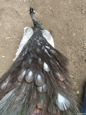 Mascul opal ochi albi matur  - imagine 5