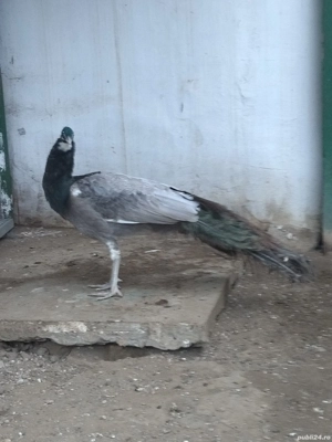 Mascul opal ochi albi matur  - imagine 3