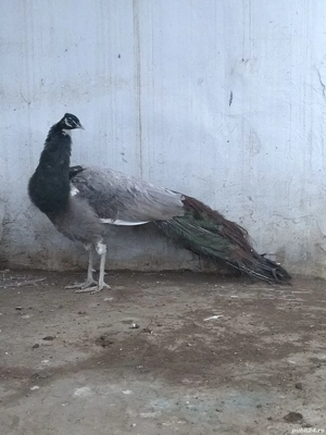 Mascul opal ochi albi matur 