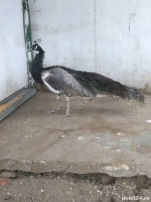 Mascul opal ochi albi matur  - imagine 4