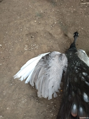 Mascul opal ochi albi matur  - imagine 6