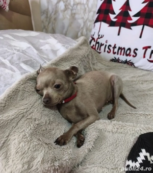 Vand Fetițâ Chihuahua - imagine 2