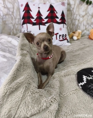 Vand Fetițâ Chihuahua - imagine 3