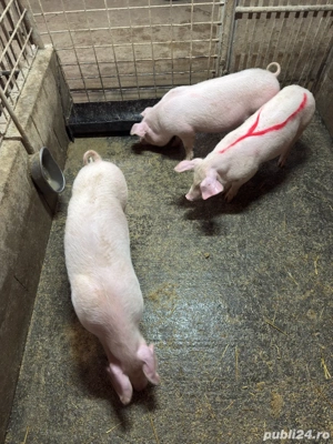 scrofite reproductie! - imagine 2