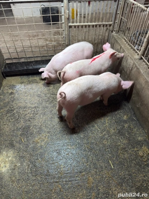 scrofite reproductie!