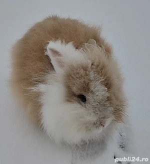 Iepure cap de leu - imagine 2