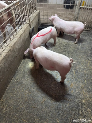 scrofite reproductie! - imagine 3