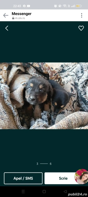 Ofer spre adopție doi cățeluși - imagine 2