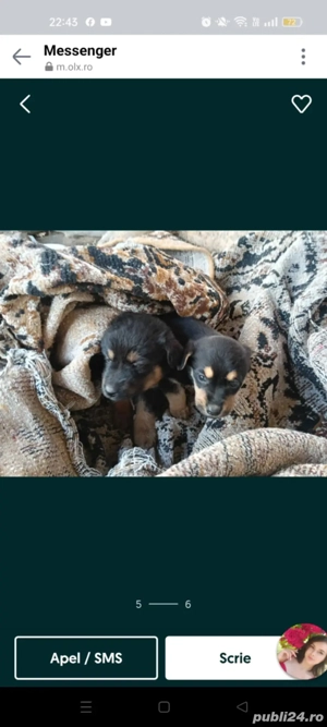 Ofer spre adopție doi cățeluși - imagine 4