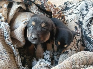 Ofer spre adopție doi cățeluși - imagine 5