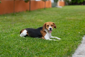 Catelusa Beagle 