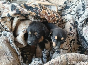 Ofer spre adopție doi cățeluși - imagine 7