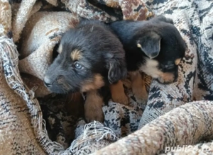 Ofer spre adopție doi cățeluși - imagine 6