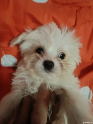 Cățeluși Bichon Maltez(Minitoy)