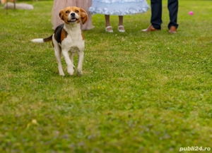 Catelusa Beagle  - imagine 4