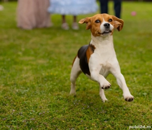 Catelusa Beagle  - imagine 3